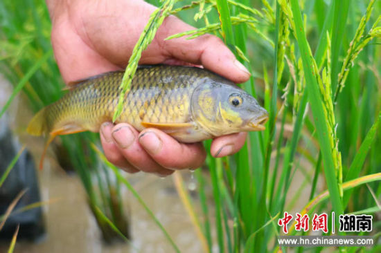 食禾花成长中的禾花鱼。 食禾花成长中的禾花鱼。