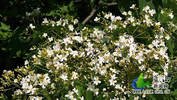 蓝山县千亩野生油桐花竞相绽放&ensp; 青山覆雪绘就生态画卷2.jpg
