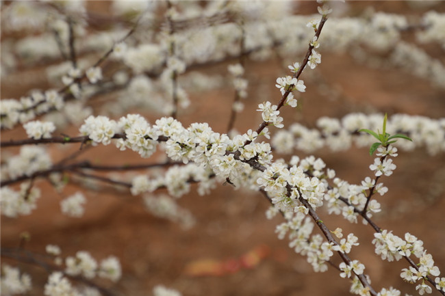 0205道县：李花盛开嫩如雪06.jpg