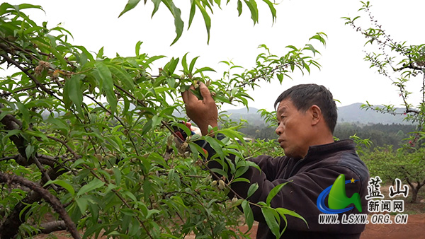 太平圩镇合家坊村：400 亩鹰嘴桃开启 “管护季” 产业振兴绘新篇2.jpg
