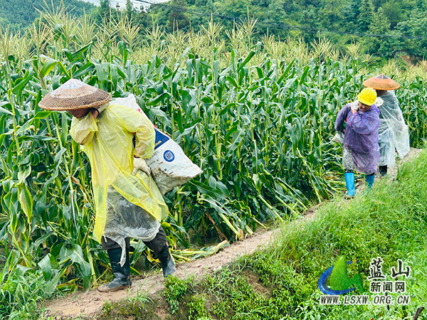 塔峰镇总市村：田间好“丰”景  玉米采收忙.jpg
