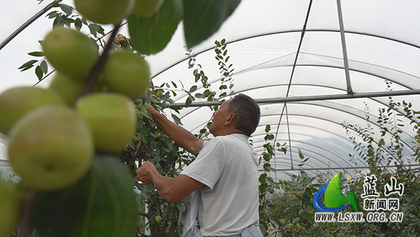 塔峰镇花果园村：冬枣缀满枝  丰收“枣”知道1.jpg