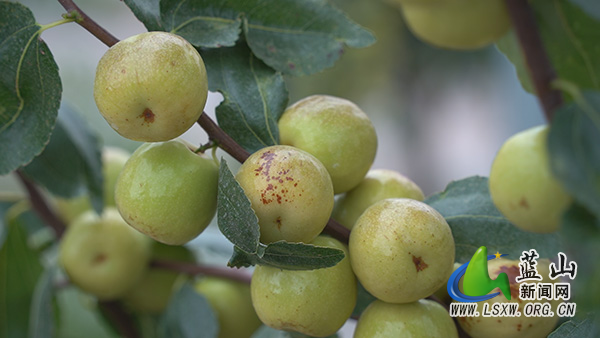 塔峰镇花果园村：冬枣缀满枝  丰收“枣”知道2.jpg