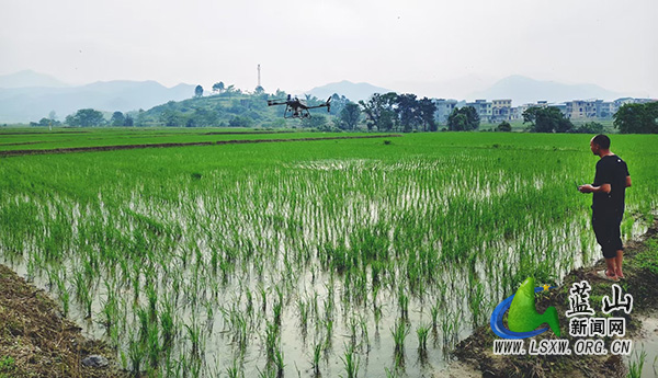 蓝山县：植保无人机“飞防”赋能农业提质增效.jpg