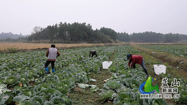 我县一颗包菜闯市场 品质“出圈”远销海外2.jpg 我县一颗包菜闯市场 品质“出圈”远销海外2.jpg