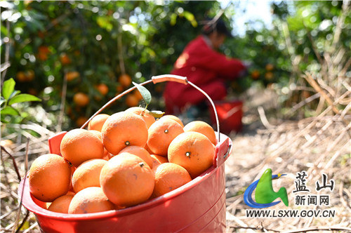3月7日，蓝山县塔峰镇上丰头村，陈龙标的碰柑果园内，市民正前来现场采摘晚熟碰柑。晚熟碰柑从头年农历12月开始销售，正赶上年货市场，次年5月才结束退市。由于果期长，填补了春夏之际的果子市场空白，深受消费者青睐。