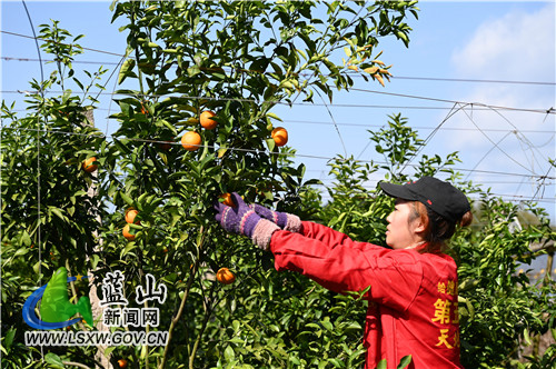 3月7日，蓝山县塔峰镇上丰头村，陈龙标的碰柑果园内，市民正前来现场采摘晚熟碰柑。晚熟碰柑从头年农历12月开始销售，正赶上年货市场，次年5月才结束退市。由于果期长，填补了春夏之际的果子市场空白，深受消费者青睐。