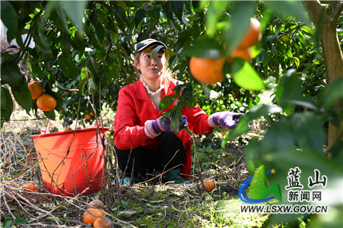 3月7日，蓝山县塔峰镇上丰头村，陈龙标的碰柑果园内，市民正前来现场采摘晚熟碰柑。晚熟碰柑从头年农历12月开始销售，正赶上年货市场，次年5月才结束退市。由于果期长，填补了春夏之际的果子市场空白，深受消费者青睐。