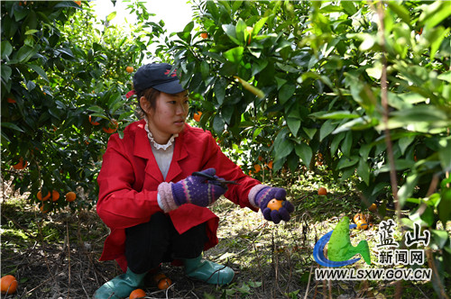 3月7日，蓝山县塔峰镇上丰头村，陈龙标的碰柑果园内，市民正前来现场采摘晚熟碰柑。晚熟碰柑从头年农历12月开始销售，正赶上年货市场，次年5月才结束退市。由于果期长，填补了春夏之际的果子市场空白，深受消费者青睐。