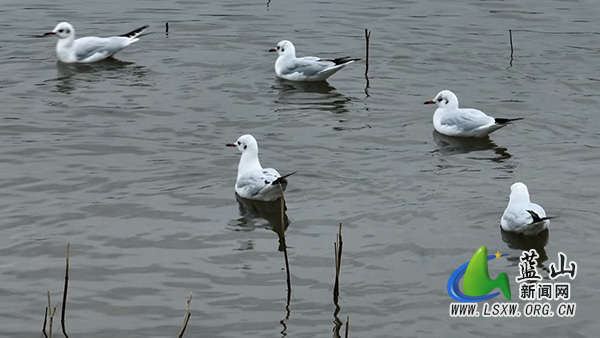 我县首次发现红嘴鸥过境 湿地好生态引“远方来客”2.jpg