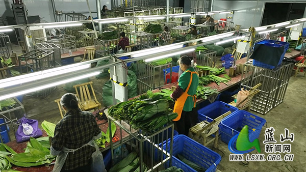 我县小粽叶做成大产业 帮扶车间谱写共富篇章.jpg