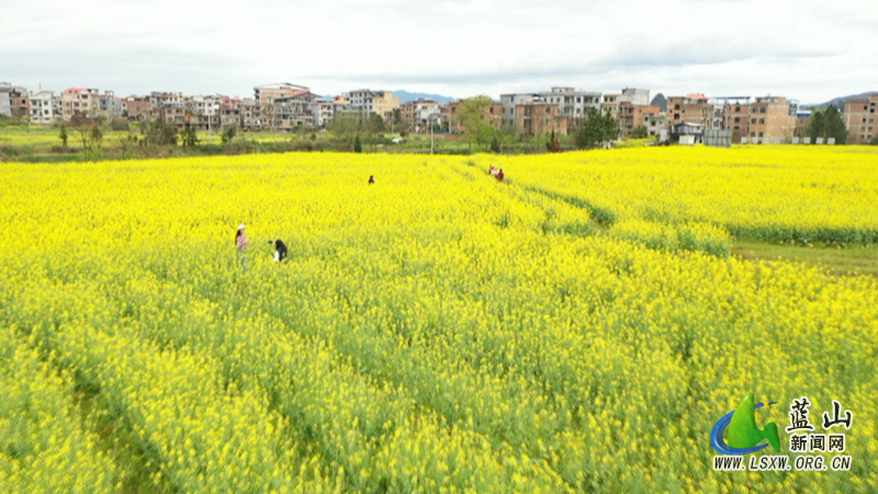 美丽蓝山：油菜花开春意浓 遍地金黄美如画3.jpg