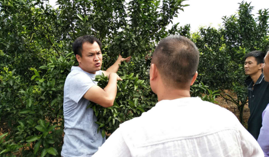 说明: 说明: http://nyw.yzcity.gov.cn/nyw/0203/202007/81b1242b7e9d4c35986b1b5f68987240/images/10061a18d9d54eadab4439334dc0527d.png