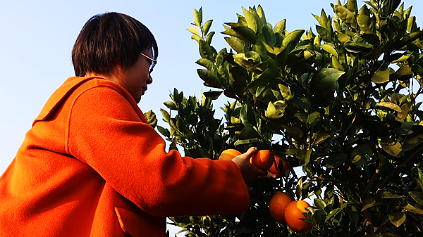 桔2_副本.jpg 桔2_副本.jpg