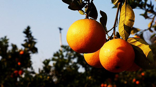 桔1_副本.jpg 桔1_副本.jpg