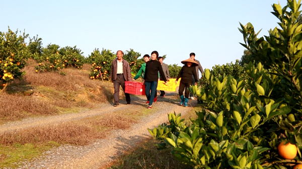 桔3_副本.jpg 桔3_副本.jpg