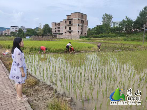 祠堂圩镇纪委：监督“双抢”窗口期 护航晚稻稳扩面.jpg