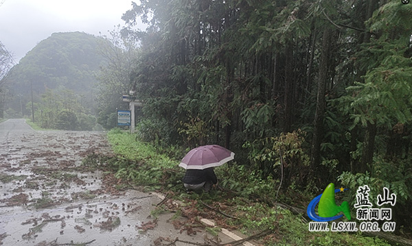 祠堂圩镇:暴雨侵袭显担当 清障保畅护民生.jpg 祠堂圩镇:暴雨侵袭显担当 清障保畅护民生.jpg