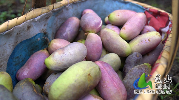 荆竹瑶族乡蒲林村：八月瓜“开口笑” 丰收喜悦满田园1.jpg