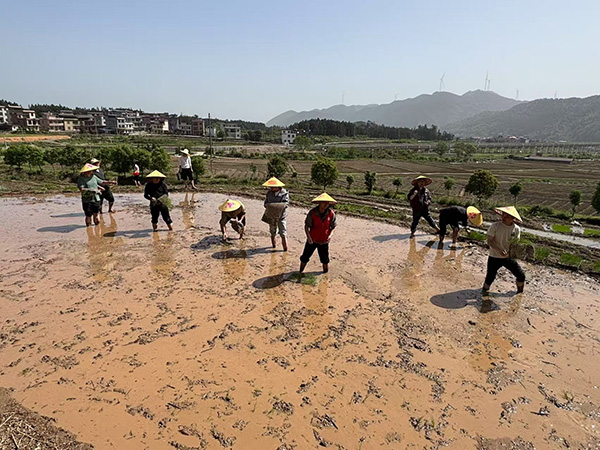 毛俊镇:主题党日进田间,助农抛秧忙春耕.jpg 毛俊镇:主题党日进田间,助农抛秧忙春耕.jpg