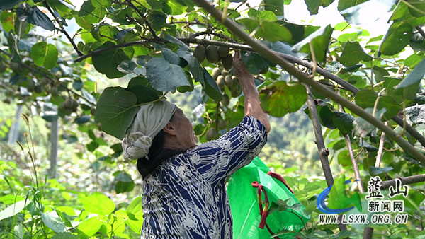 毛俊镇双河村：金秋猕果喜丰收 助农增收促振兴2.jpg