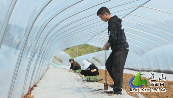 楠市镇甘溪村:青年返乡种大棚西瓜 激活乡村振兴新动能2.jpg 楠市镇甘溪村:青年返乡种大棚西瓜 激活乡村振兴新动能2.jpg