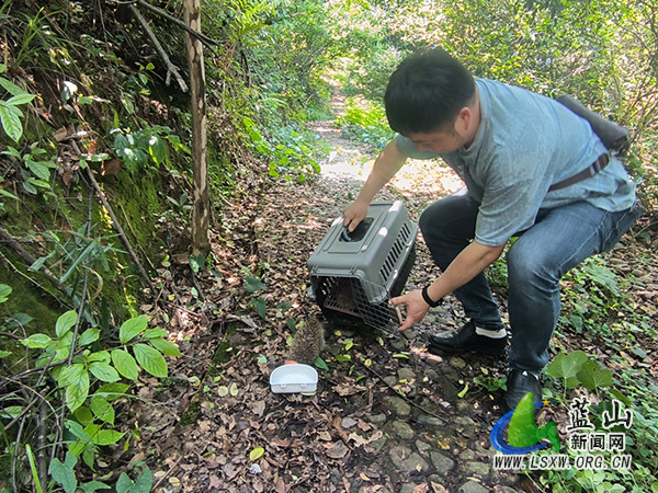 蓝山县林业局成功放归野生刺猬 市民主动救助彰显生态保护新风尚.jpg