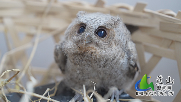 我县成功救助一只国家二级重点保护动物领角鸮2.jpg 我县成功救助一只国家二级重点保护动物领角鸮2.jpg