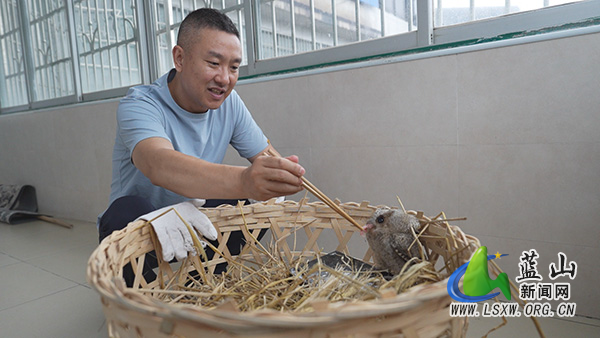 我县成功救助一只国家二级重点保护动物领角鸮1.jpg 我县成功救助一只国家二级重点保护动物领角鸮1.jpg