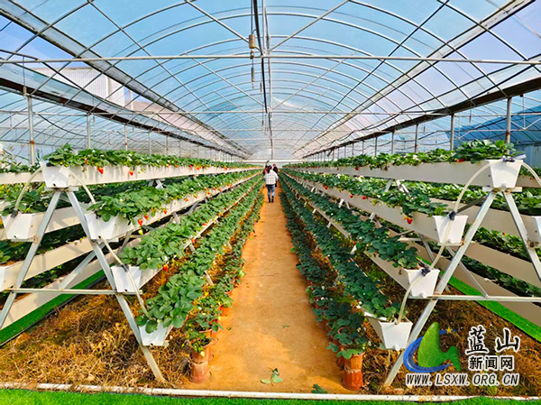 蓝山：巧用育秧大棚空窗期 接茬轮作促增收1.jpg