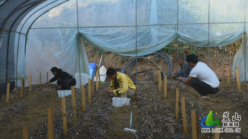 塔峰镇雷家岭村:小小赤松茸 美味又“生金”3.jpg 塔峰镇雷家岭村:小小赤松茸 美味又“生金”3.jpg
