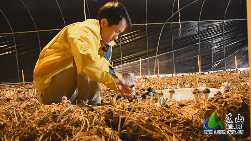 塔峰镇雷家岭村:小小赤松茸 美味又“生金”2.jpg 塔峰镇雷家岭村:小小赤松茸 美味又“生金”2.jpg