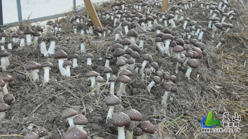 塔峰镇雷家岭村:小小赤松茸 美味又“生金”1.jpg 塔峰镇雷家岭村:小小赤松茸 美味又“生金”1.jpg