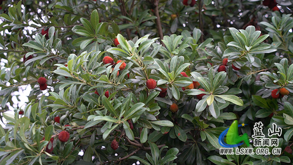 塔峰镇南门社区：“玛瑙”缀满枝 一口知夏甜1.jpg