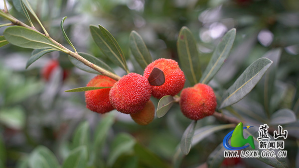 塔峰镇南门社区：“玛瑙”缀满枝 一口知夏甜2.jpg
