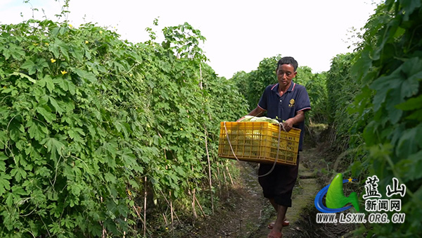蓝山：苦瓜获丰收 农户心里甜.mp4_20250630_105247.188.jpg
