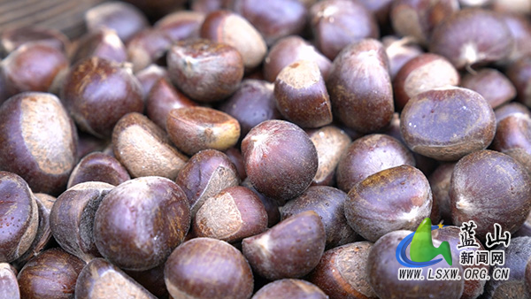 塔峰镇保干村:闲置林地“生金果” 村民丰收有“栗”器2.jpg 塔峰镇保干村:闲置林地“生金果” 村民丰收有“栗”器2.jpg