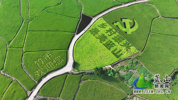 塔峰镇竹市村：“禾”美乡村画 “稻”处是风景1.jpg