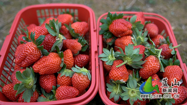 塔峰镇雷家岭村：草莓丰收满园红 “甜蜜”产业促增收2.jpg