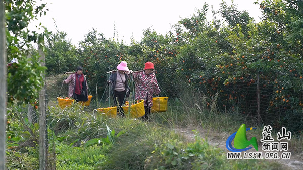 塔峰镇半洞村:“金果”铺就致富路 “甜蜜”绘就振兴图2.jpg 塔峰镇半洞村:“金果”铺就致富路 “甜蜜”绘就振兴图2.jpg