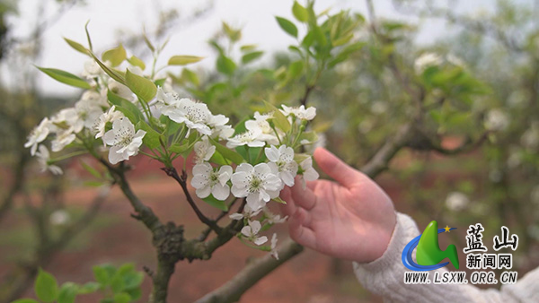 太平圩镇大洞村:梨花绽放白似雪 春意盎然美如画.jpg 太平圩镇大洞村:梨花绽放白似雪 春意盎然美如画.jpg