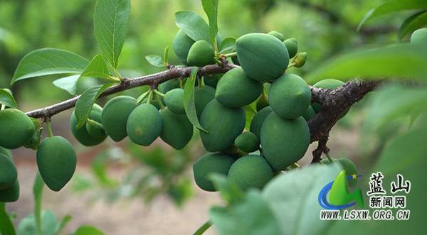 太平圩镇合家坊村:柰李挂满枝 果农疏果忙1.jpg 太平圩镇合家坊村:柰李挂满枝 果农疏果忙1.jpg