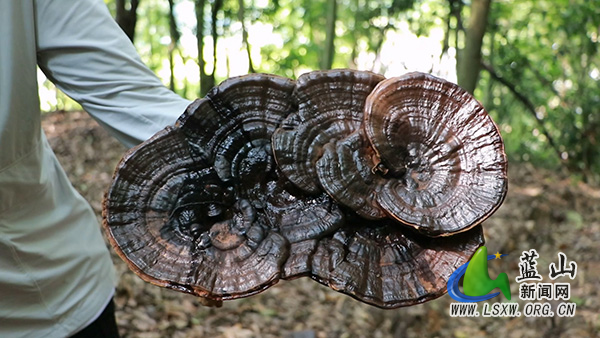 蓝山县太平圩镇：林下灵芝采收忙乡村振兴“芝”路广2.jpg