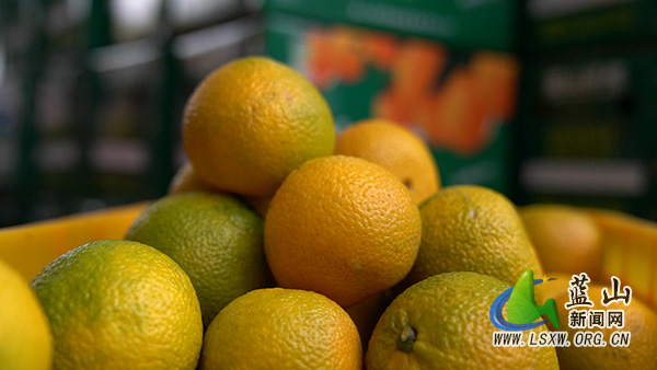 太平圩镇桐木林村：桔柚飘香引客来 特色产业促振兴2.jpg