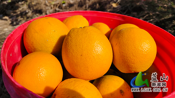 太平圩镇桐木林村：金黄脐橙压满枝 线上线下销售忙2.jpg