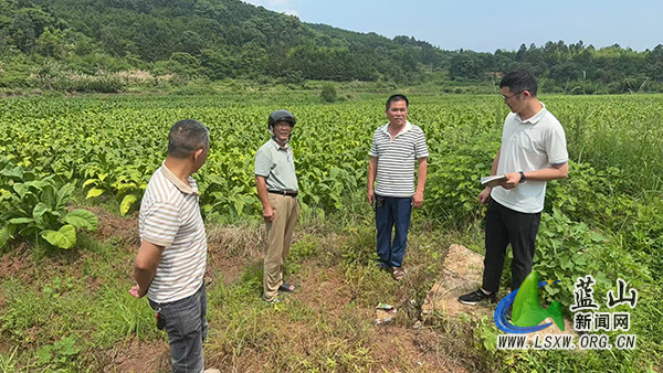 太平圩镇：暴雨过后查隐患 筑牢高标准农田“防护网”.jpg
