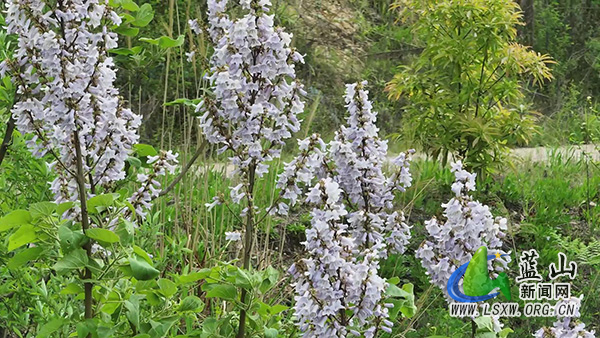 美丽蓝山:泡桐花开遍乡野2.jpg 美丽蓝山:泡桐花开遍乡野2.jpg