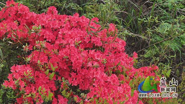 美丽蓝山:人间芳菲四月天 正是山花 烂漫时 2.jpg 美丽蓝山:人间芳菲四月天 正是山花 烂漫时 2.jpg