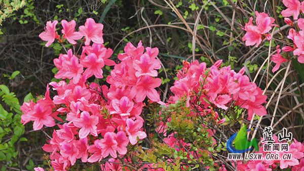 美丽蓝山:人间芳菲四月天 正是山花 烂漫时 1.jpg 美丽蓝山:人间芳菲四月天 正是山花 烂漫时 1.jpg