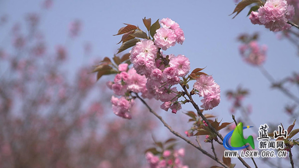 美丽蓝山:晚樱绽放景美如画 游人乐享美好春光2.jpg 美丽蓝山:晚樱绽放景美如画 游人乐享美好春光2.jpg
